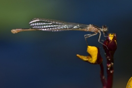 Die erste Lebensstunde eines Ischnura elegans Weibchens