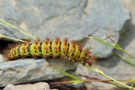 Larvae Patagoniens