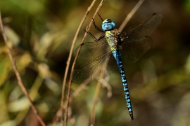 Aeshna affinis - Südliche Mosaikjungfer