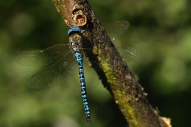 Aeshna affinis - Südliche Mosaikjungfer