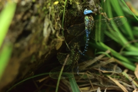 Aeshna affinis - Südliche Mosaikjungfer