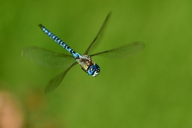 Aeshna affinis - Südliche Mosaikjungfer