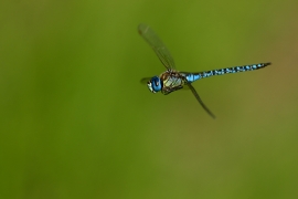 Aeshna affinis - Südliche Mosaikjungfer