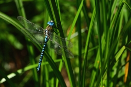 Aeshna affinis - Südliche Mosaikjungfer