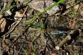 Aeshna affinis - Südliche Mosaikjungfer