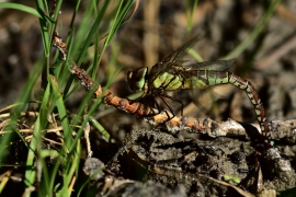 Aeshna affinis - Südliche Mosaikjungfer