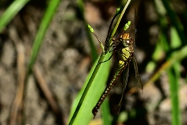 Aeshna affinis - Südliche Mosaikjungfer