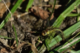 Aeshna affinis - Südliche Mosaikjungfer