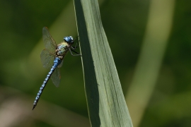 Aeshna affinis - Südliche Mosaikjungfer