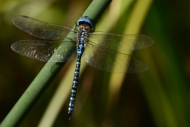 Aeshna affinis - Südliche Mosaikjungfer