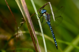 Aeshna affinis - Südliche Mosaikjungfer