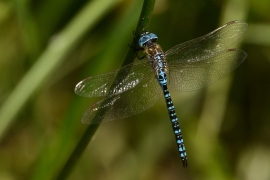 Aeshna affinis - Südliche Mosaikjungfer