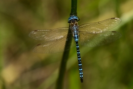 Aeshna affinis - Südliche Mosaikjungfer