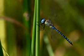 Aeshna affinis - Südliche Mosaikjungfer