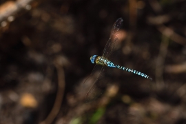 Aeshna affinis - Südliche Mosaikjungfer