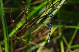 Aeshna affinis - Südliche Mosaikjungfer