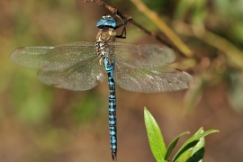 Aeshna affinis - Südliche Mosaikjungfer