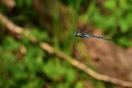 Aeshna affinis - Südliche Mosaikjungfer