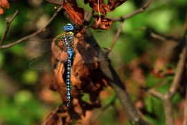 Aeshna affinis - Südliche Mosaikjungfer