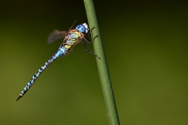 Aeshna affinis - Südliche Mosaikjungfer