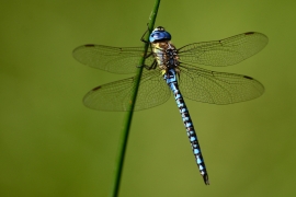 Aeshna affinis - Südliche Mosaikjungfer