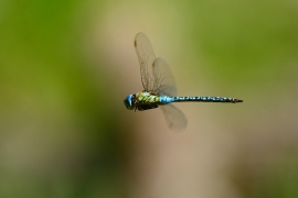 Aeshna affinis - Südliche Mosaikjungfer