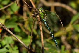 Blaugrüne Mosaikjungfer - Aeshna cyanea