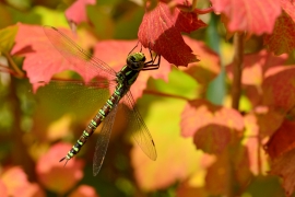 Blaugrüne Mosaikjungfer - Aeshna cyanea