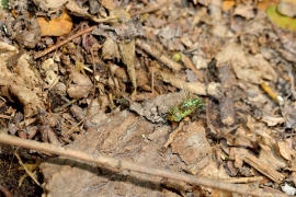 Blaugrüne Mosaikjungfer - Aeshna cyanea