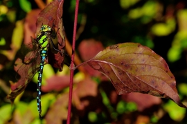 Blaugrüne Mosaikjungfer - Aeshna cyanea