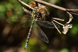 Blaugrüne Mosaikjungfer - Aeshna cyanea