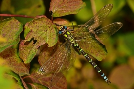 Blaugrüne Mosaikjungfer - Aeshna cyanea