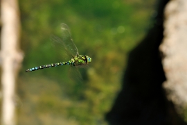 Blaugrüne Mosaikjungfer - Aeshna cyanea