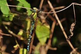 Blaugrüne Mosaikjungfer - Aeshna cyanea