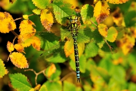 Blaugrüne Mosaikjungfer - Aeshna cyanea