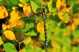 Blaugrüne Mosaikjungfer - Aeshna cyanea