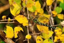 Blaugrüne Mosaikjungfer - Aeshna cyanea