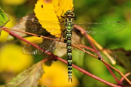 Blaugrüne Mosaikjungfer - Aeshna cyanea