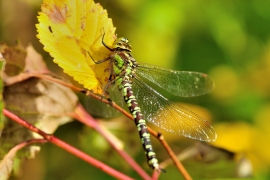 Blaugrüne Mosaikjungfer - Aeshna cyanea