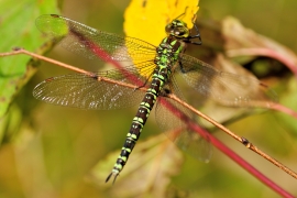 Blaugrüne Mosaikjungfer - Aeshna cyanea