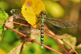 Blaugrüne Mosaikjungfer - Aeshna cyanea