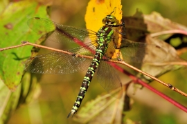 Blaugrüne Mosaikjungfer - Aeshna cyanea