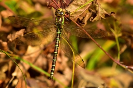 Blaugrüne Mosaikjungfer - Aeshna cyanea