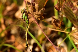 Blaugrüne Mosaikjungfer - Aeshna cyanea