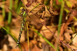 Blaugrüne Mosaikjungfer - Aeshna cyanea