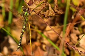 Blaugrüne Mosaikjungfer - Aeshna cyanea