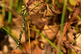 Blaugrüne Mosaikjungfer - Aeshna cyanea