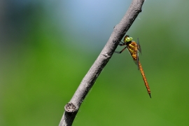 Keilfleck Mosaikjungfer - Aeshna isoceles