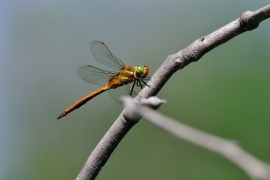 Keilfleck Mosaikjungfer - Aeshna isoceles