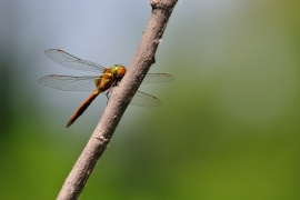 Keilfleck Mosaikjungfer - Aeshna isoceles